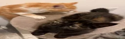 Maine Coon cats for sale: 3 beautiful Maine Coon kittens still available! - Advert 25