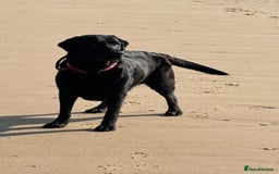 Labrador Retriever dogs for stud: WANTED - STUD - URGENT  - Image 4