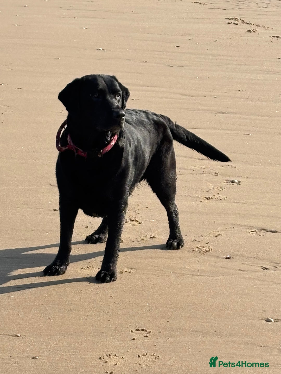 Labrador Retriever dogs for stud: WANTED - STUD - URGENT  - Image 4