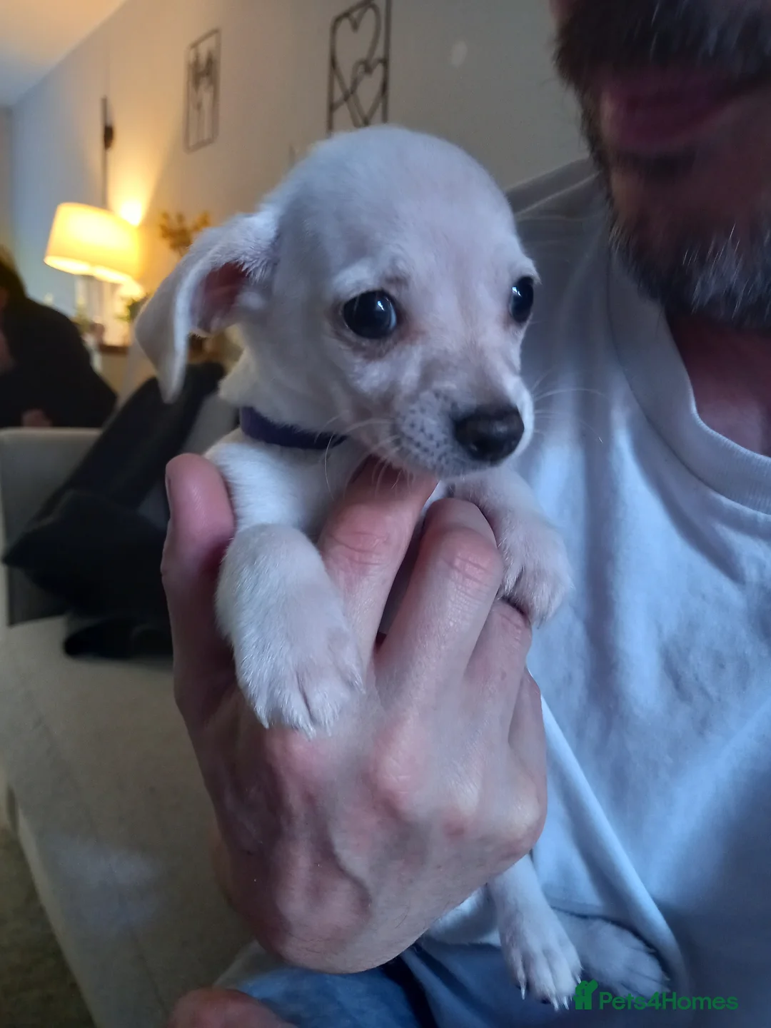 Jack Russell dogs for sale: Buddy & Teddy.Last 2 Adorable puppys - Advert 1