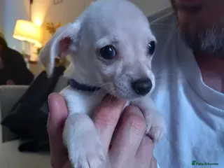 Jack Russell dogs Last 2 Adorable puppys - Advert 1