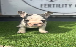French Bulldog dogs for sale: Beautiful boys excellent quality - Image 7