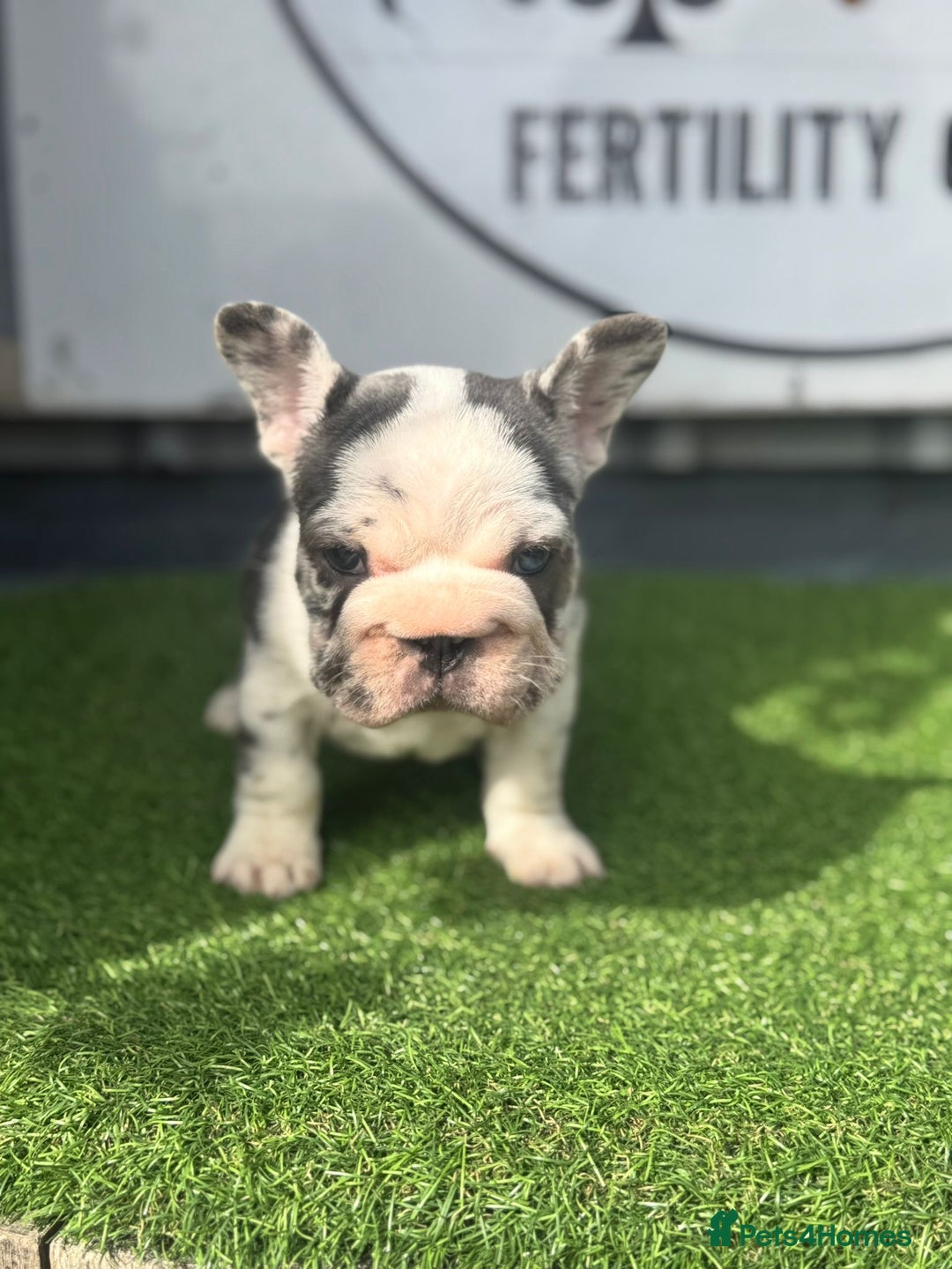 French Bulldog dogs for sale: Beautiful boys excellent quality - Image 7