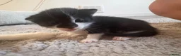 Mixed Breed cats for sale: 2 x Kittens for Sale  in Clackmannan - Advert 6