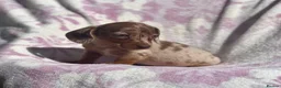 Miniature Dachshund dogs for sale: Miniature smooth coat dachshund puppies - Advert 5