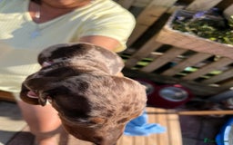 Miniature Dachshund dogs for sale: Beautiful miniature dachshund pups  - Image 9