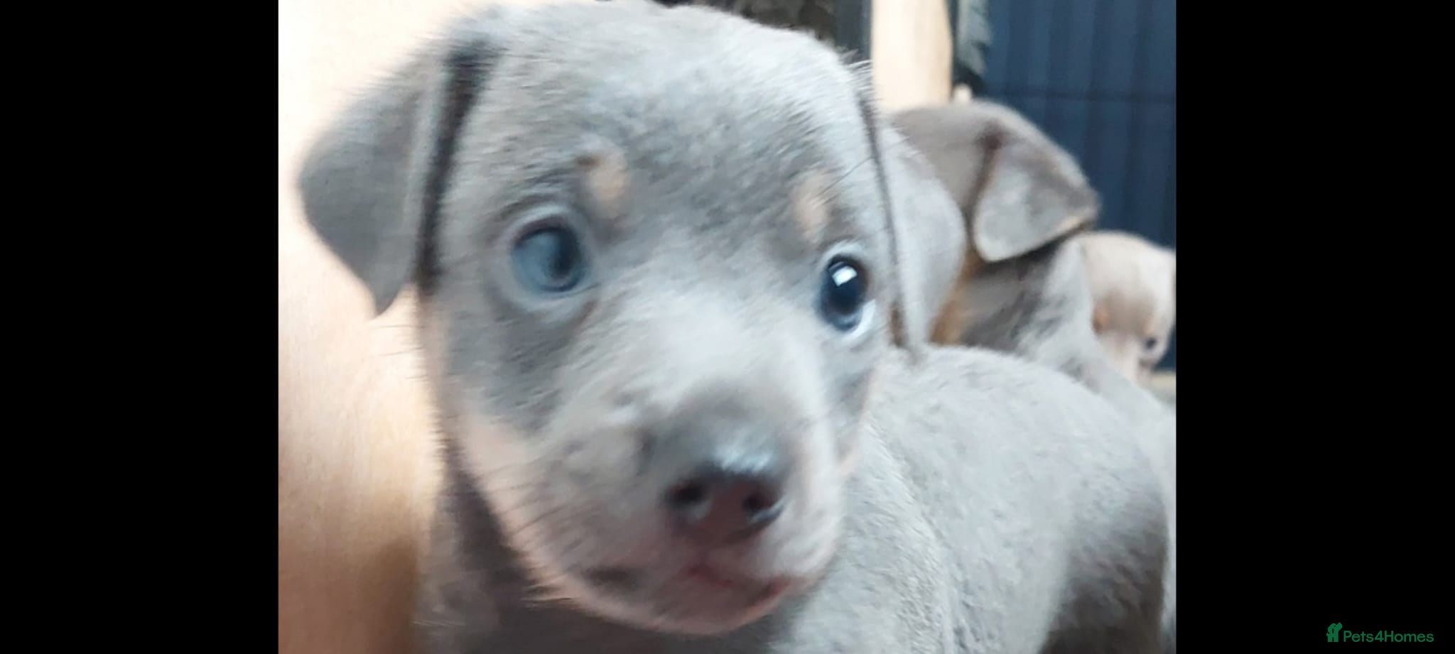 Jack Russell dogs Lilac/ Blue and tan Jack Russell pups - Advert 17