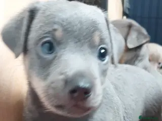 Jack Russell dogs Lilac/ Blue and tan Jack Russell pups - Advert 10