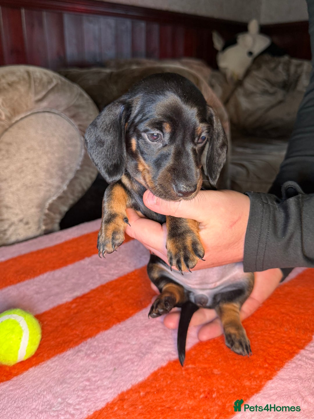 Dachshund dogs for sale: Beautiful Dachshund puppies, ready end of January  - Advert 7