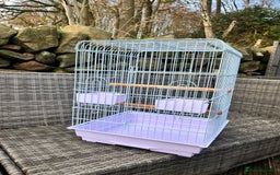 Parrots birds for sale: Blue Fronted Amazon Parrot  - Image 7