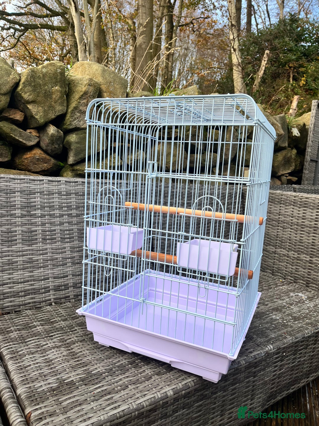 Parrots birds for sale: Blue Fronted Amazon Parrot  - Image 7