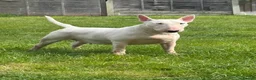 Bull Terrier dogs for sale: Top quality bull terrier puppies  - Advert 22