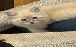Siberian cats for sale: Two gorgeous Siberian kittens  - Image 1