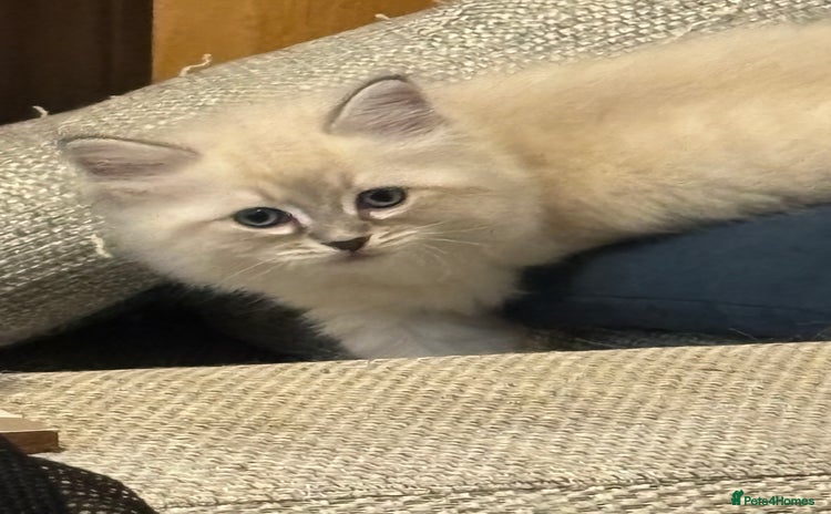 Siberian cats - Advert 8