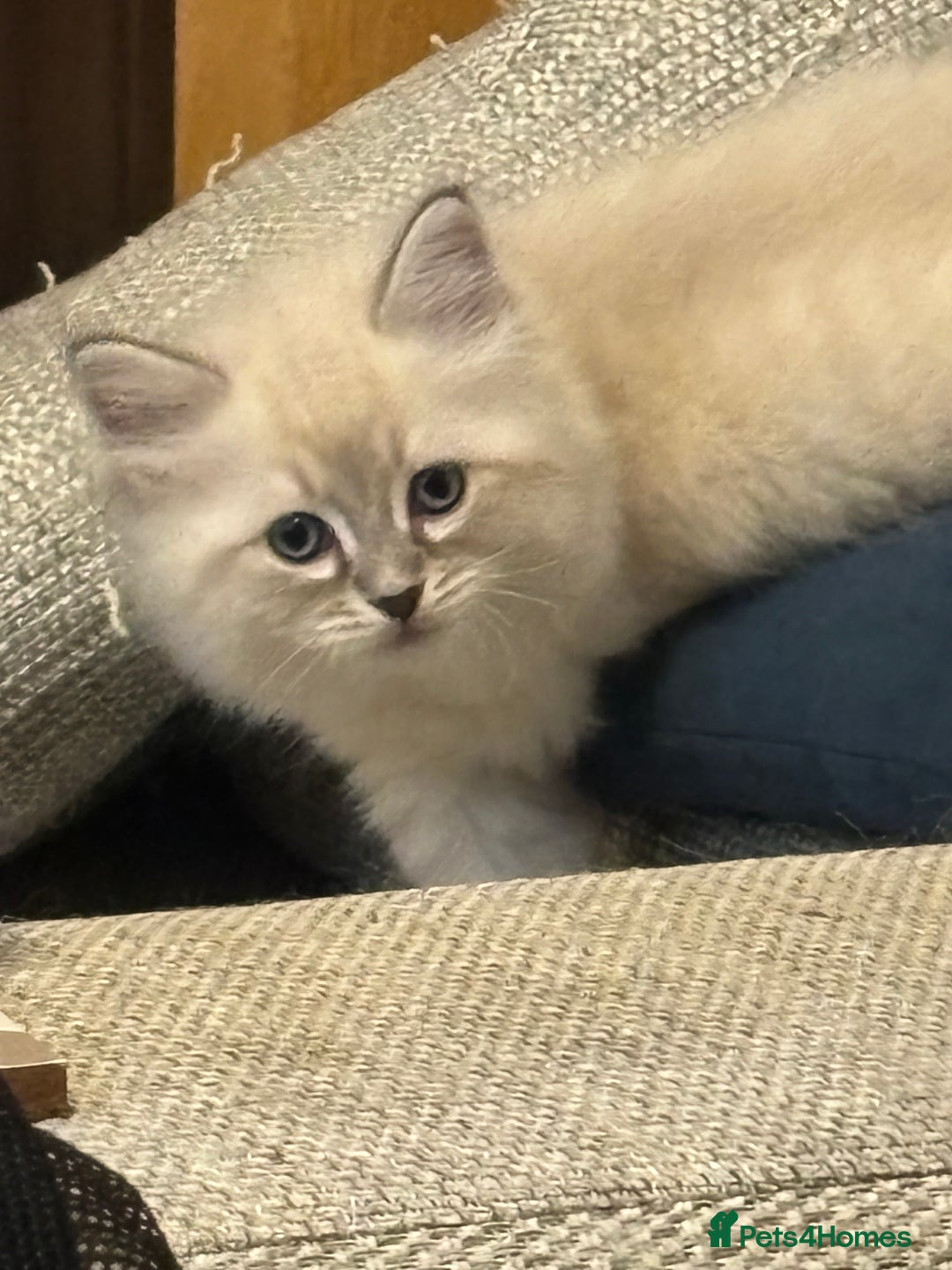 Siberian cats for sale: Two gorgeous Siberian kittens  - Image 1