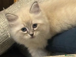 Siberian cats - Advert 1