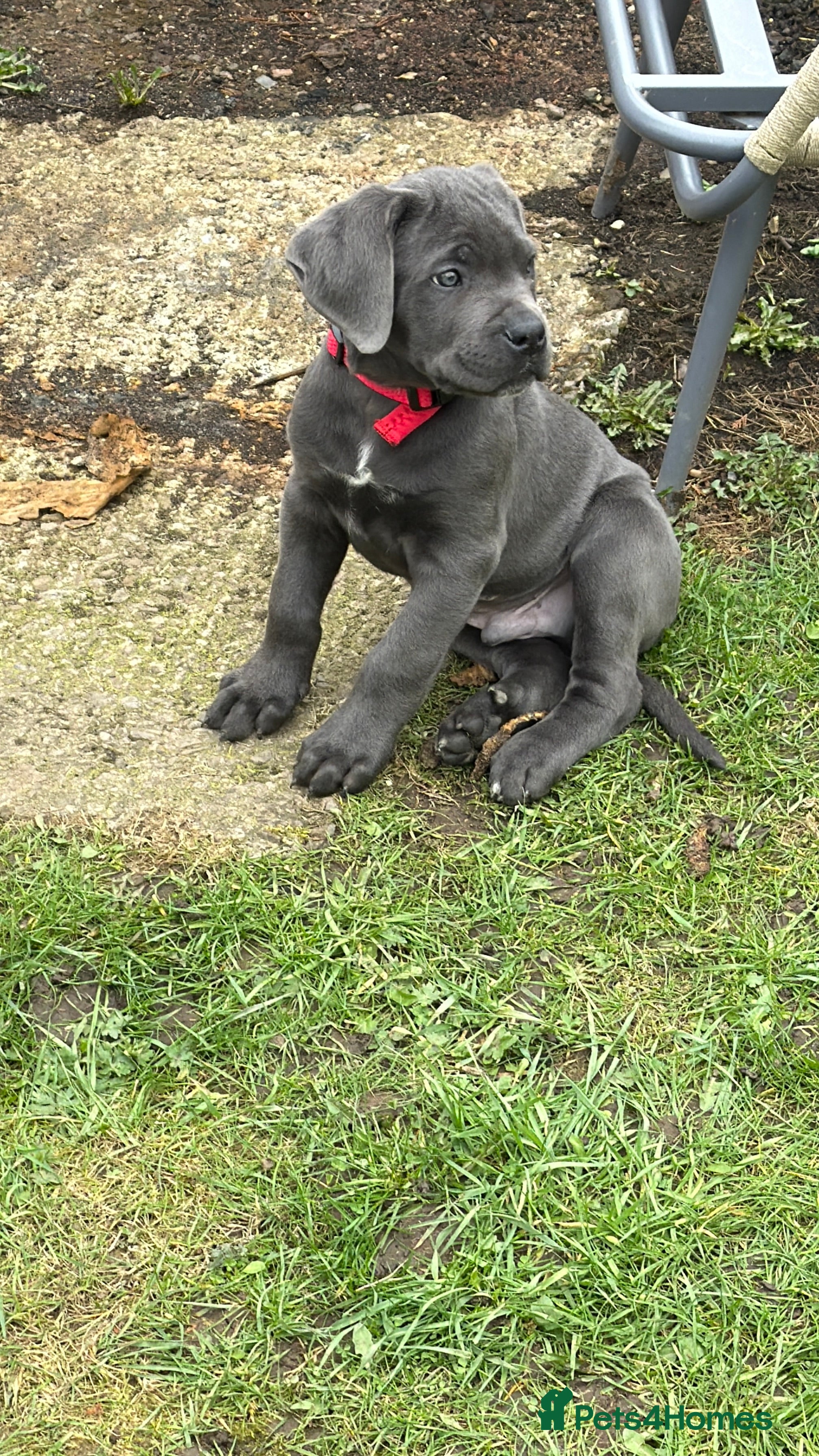 Cane Corso dogs Full Cane Corso in Bradford - Advert 7