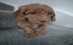 Cockapoo dogs for sale: F1 Cockapoo pups 🐾 - Image 4