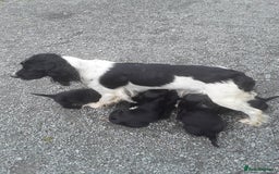Sprocker dogs for sale: 8 gorgeous Sprocker puppies  - Image 9