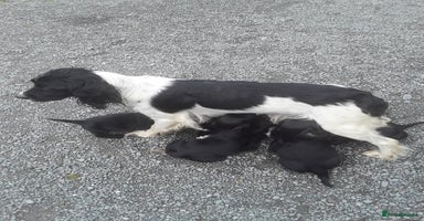 Sprocker dogs - Advert 16