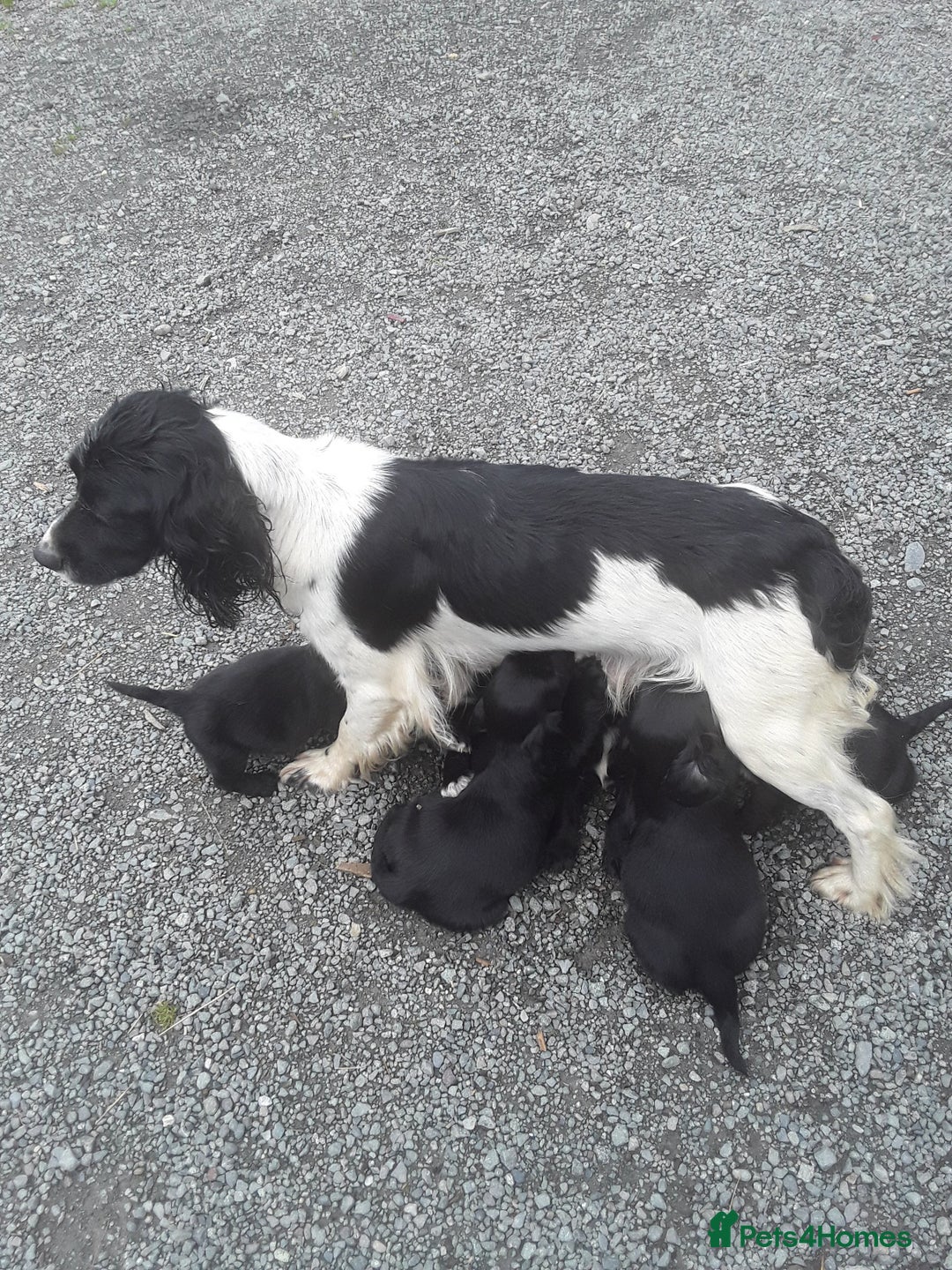 Sprocker dogs for sale: 8 gorgeous Sprocker puppies  - Image 9