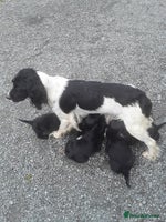 Sprocker dogs - Advert 3