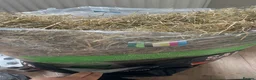 Lionhead rabbits for sale: Two Girl Bunnies Holland Lop & Lion Head  in Tranent - Advert 3