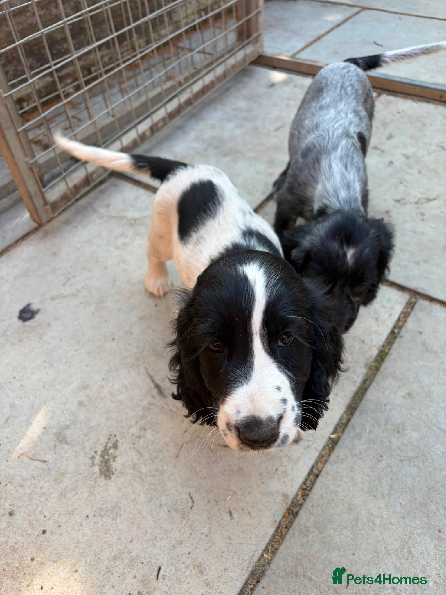 Cocker Spaniel dogs REDUCED COCKER SPANIELS £700  - Advert 8