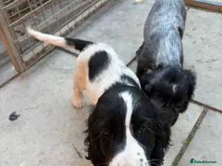 Cocker Spaniel dogs REDUCED COCKER SPANIELS £700 - Advert 1