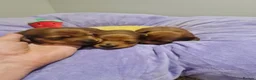 Miniature Dachshund dogs for sale: Pra clear-Beautiful miniature LG Dachshund pupps - Advert 31