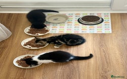 Domestic Shorthair cats for sale:  Beautiful Kittens Ready for Their Forever Homes.  - Image 4