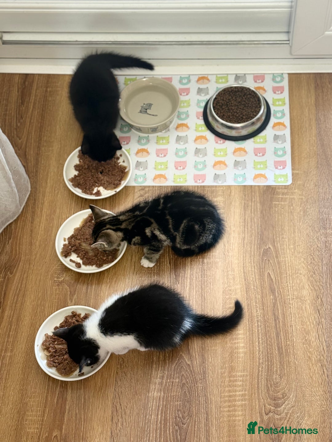 Domestic Shorthair cats for sale:  Beautiful Kittens Ready for Their Forever Homes.  - Image 4