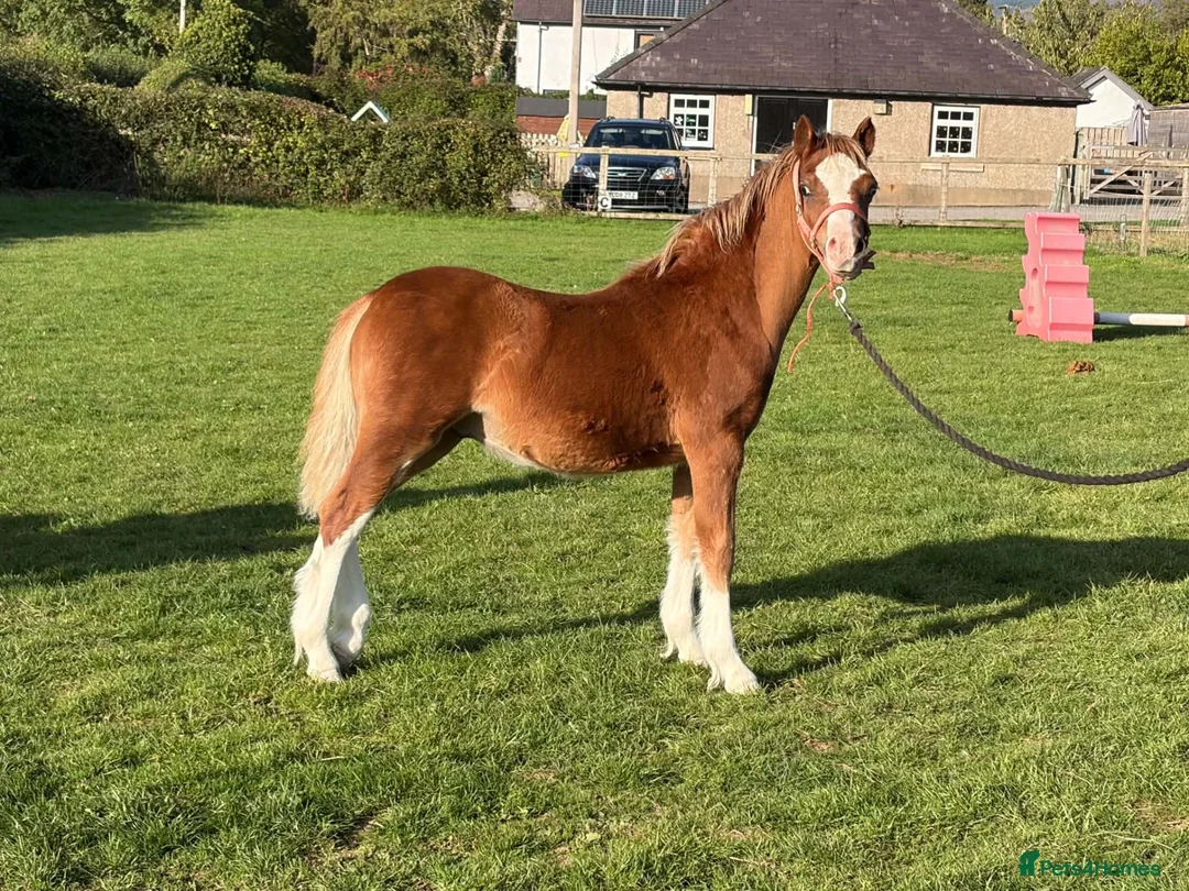 Welsh Section A horses for sale: Section A colt foal  - Advert 1