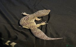 Leopard Gecko reptiles for sale: Mack snow leopard gecko with full vivarium  - Image 1