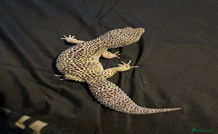 Leopard Gecko reptiles - Advert 1