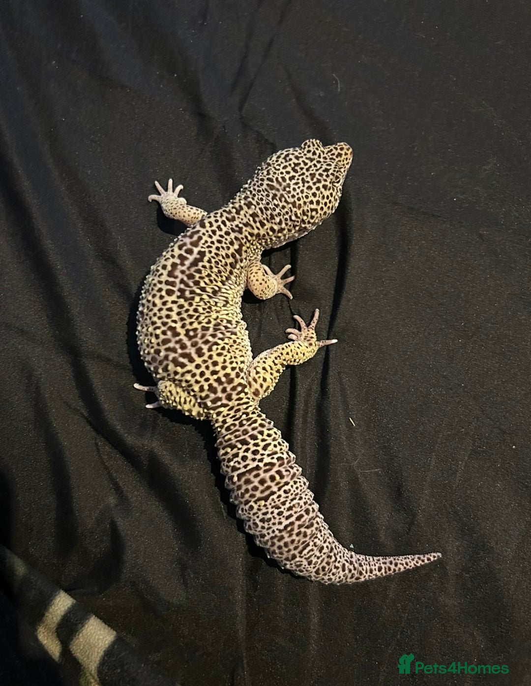 Leopard Gecko reptiles for sale: Mack snow leopard gecko with full vivarium  - Image 1