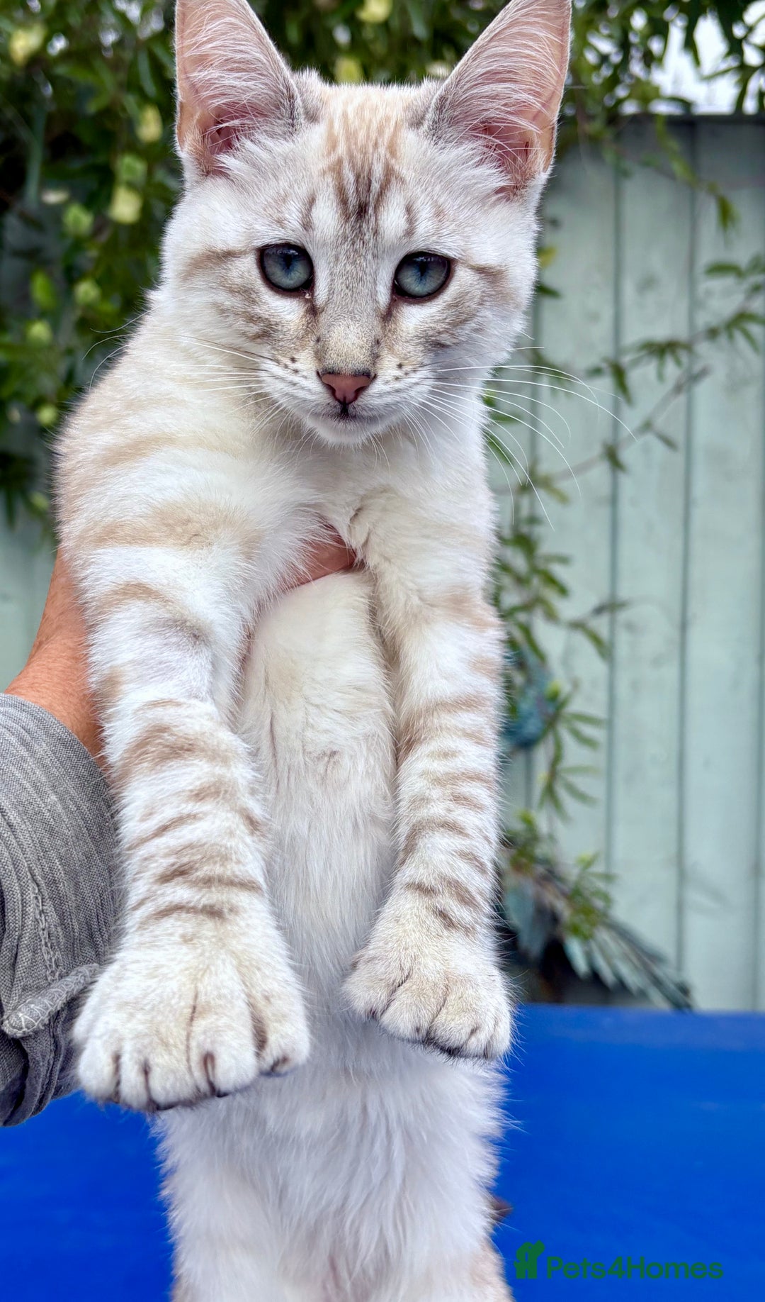 Keetso cats for sale: Stunning polydactyl snow leopard girl  - Image 15