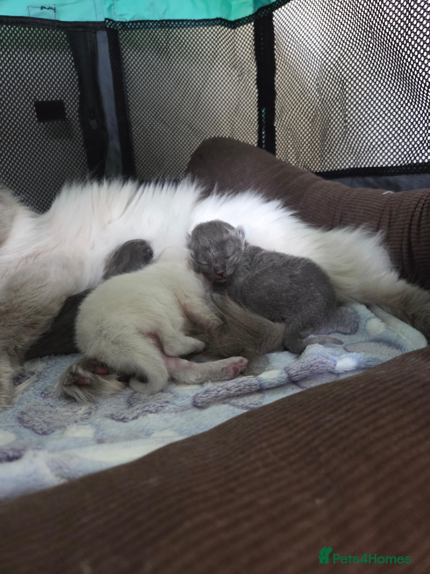 Ragdoll cats 3 Rare solid ragdoll kittens - Advert 1