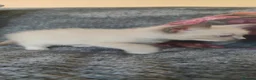 Mixed Breed cats for sale: Russian blue x ragdoll kittens  - Advert 14