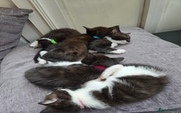 Mixed Breed cats for sale: Siamese Mum x Black and White kittens - Image 10