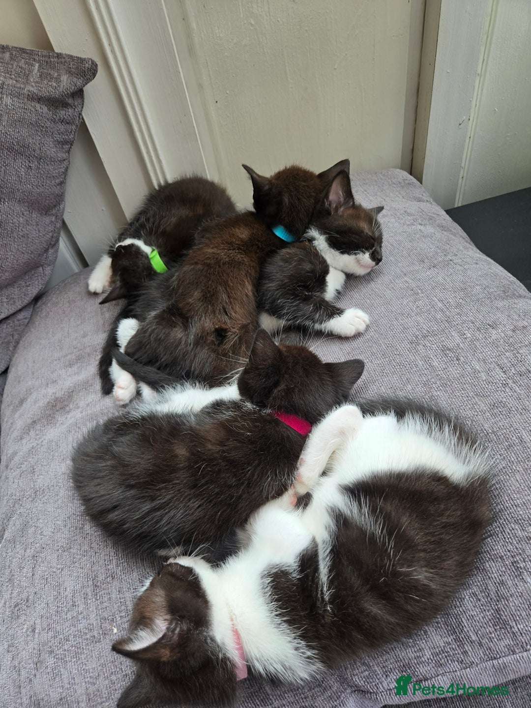 Mixed Breed cats for sale: Siamese Mum x Black and White kittens - Image 10