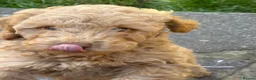 Miniature Poodle dogs for sale: Miniature poodles - Advert 2