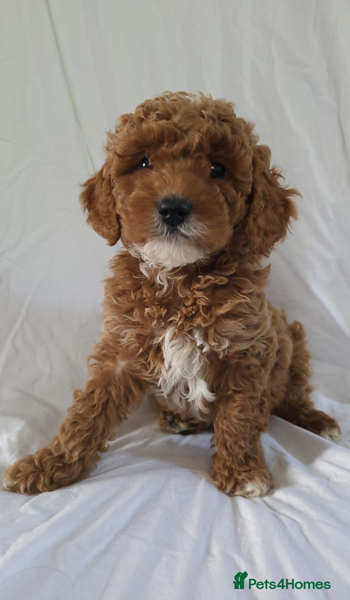 Cavapoo dogs Cavapoo puppies 5 🌟 licence breeder  - Advert 2