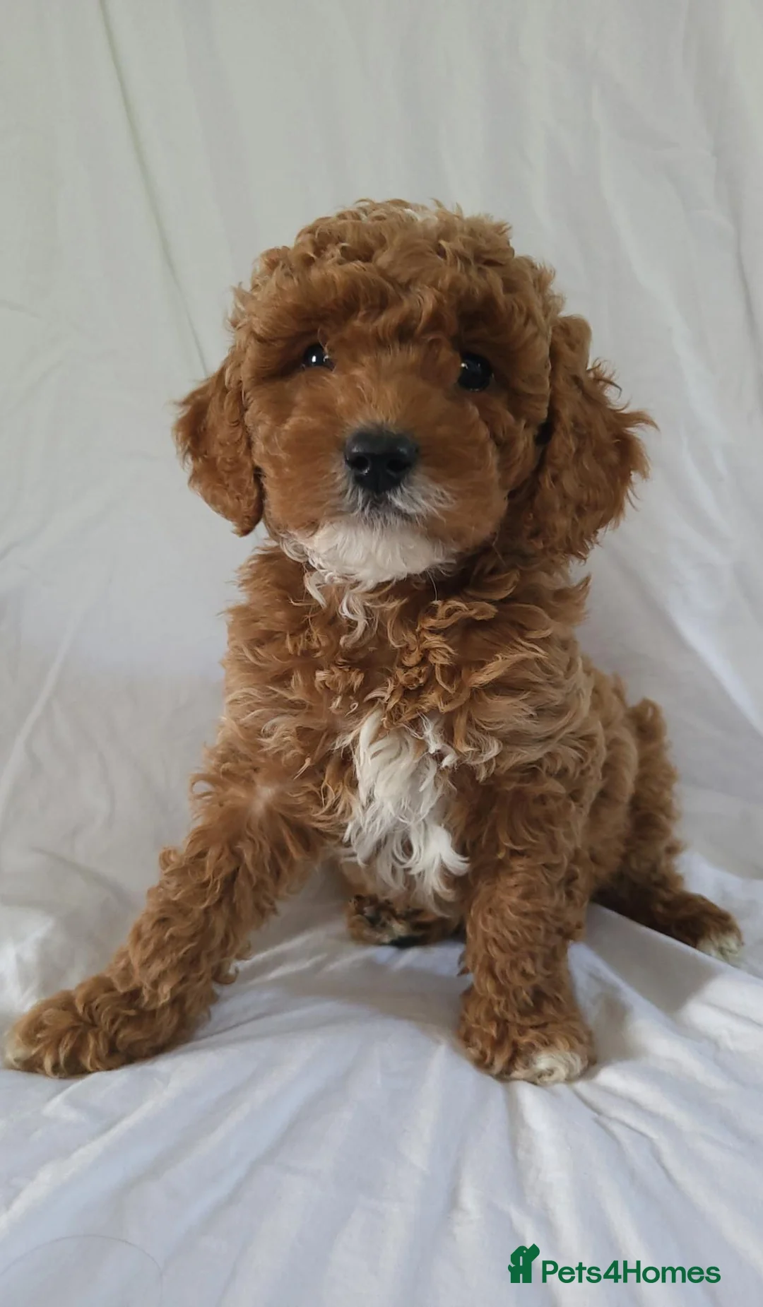 Cavapoo dogs for sale: Cavapoo puppies 5 🌟 licence breeder  - Advert 1