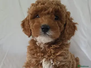 Cavapoo dogs Cavapoo puppies 5 🌟 licence breeder - Advert 3