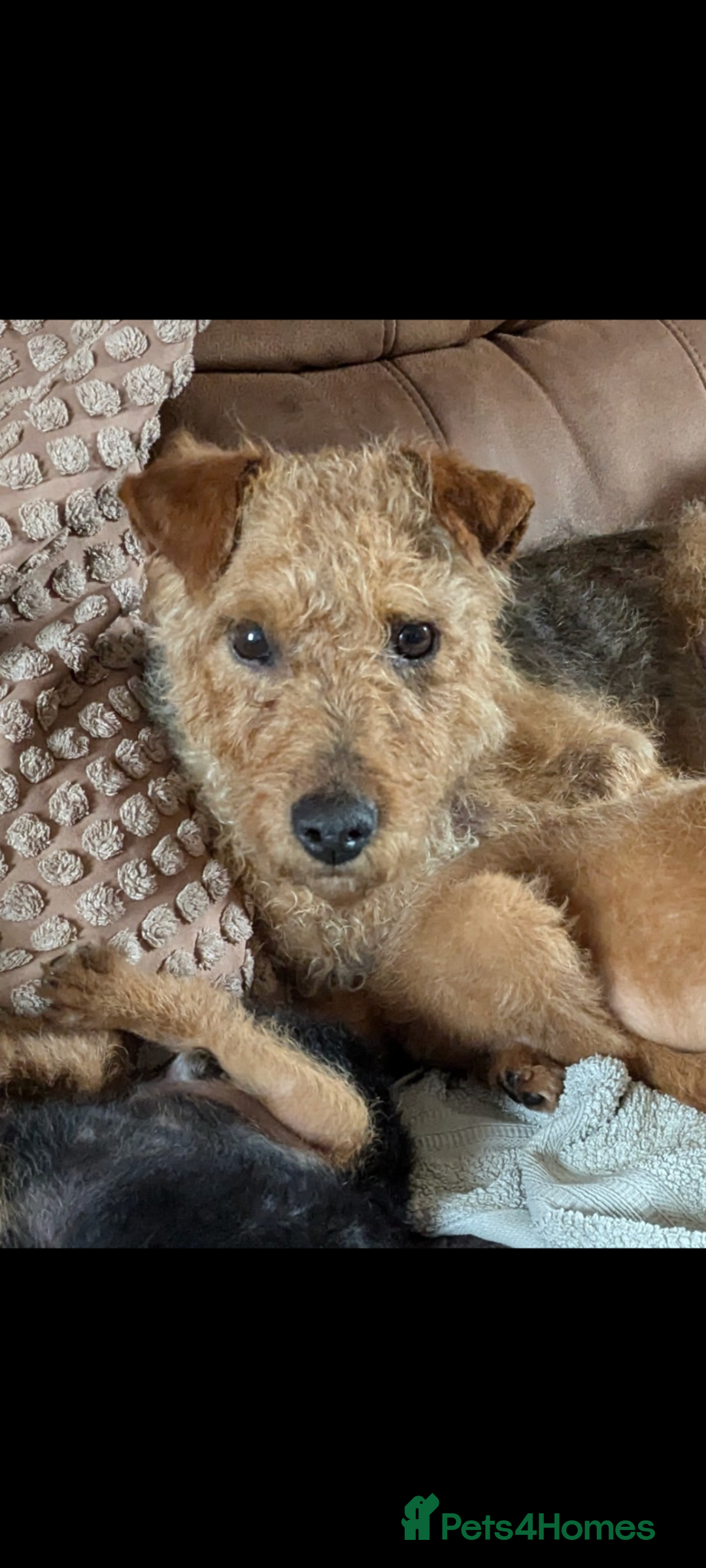 Lakeland Terrier dogs for sale: Beautiful Lakeland Terrier pups for sale  - Image 4