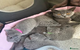 British Shorthair cats for sale: Stunning British short hair GCCF/TICA - Advert 11