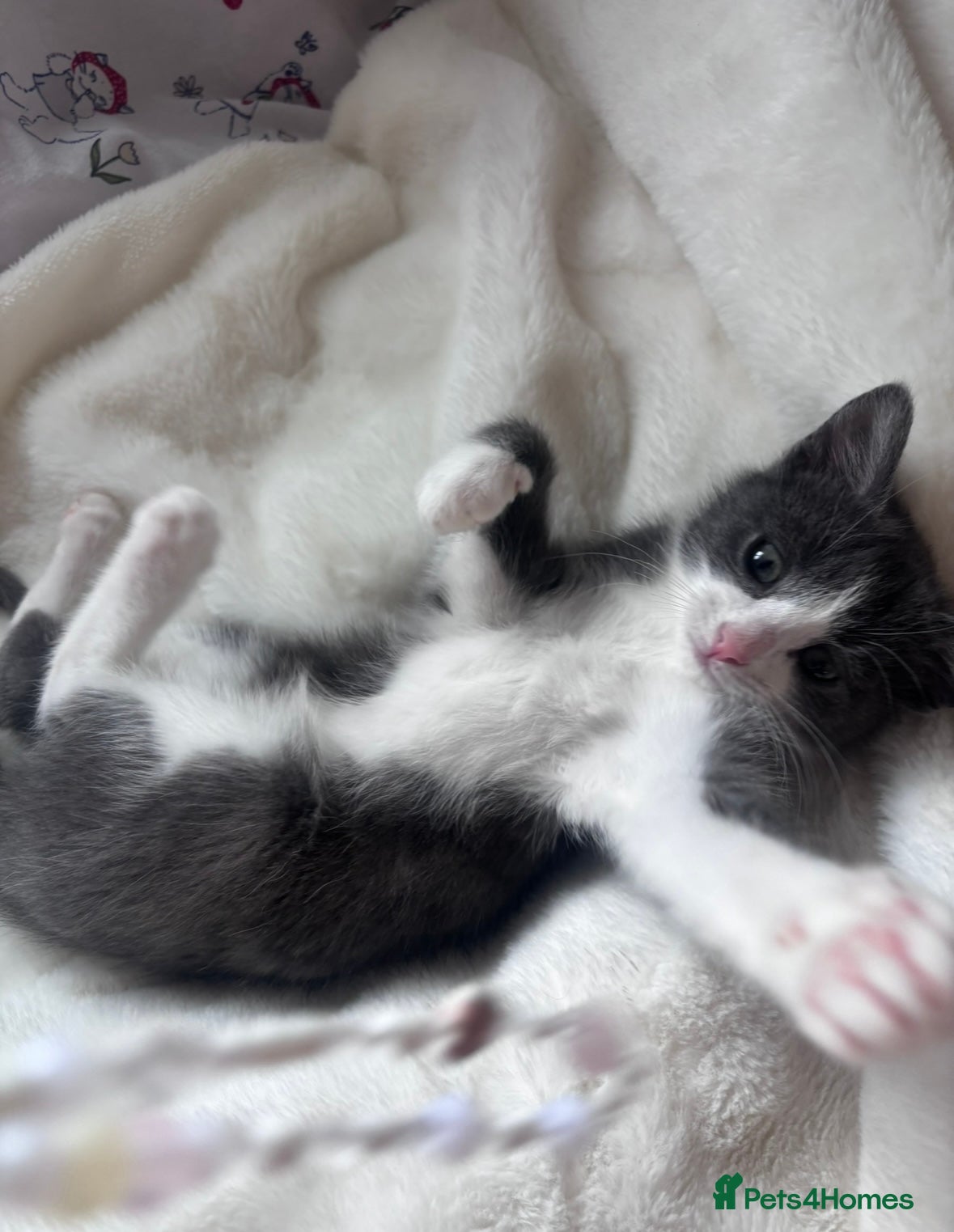 British Shorthair cats Grey kitten  - Advert 3
