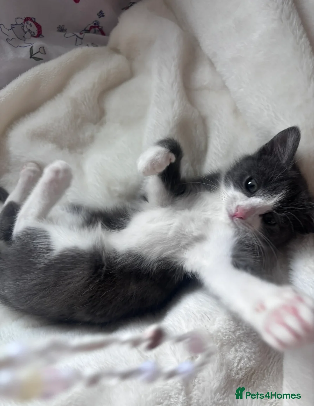 British Shorthair cats for sale: Grey kitten  in Craigavon - Advert 1