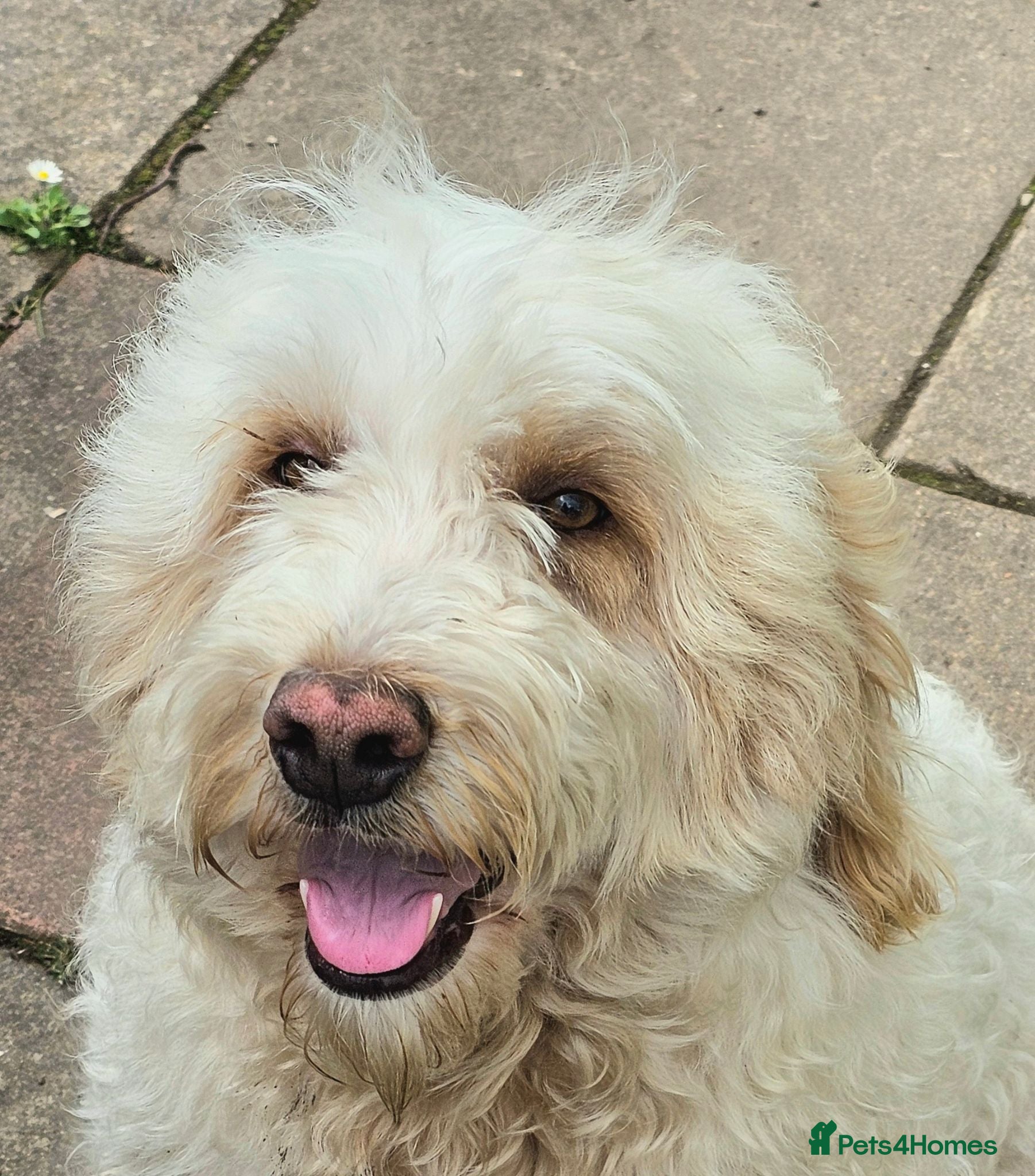 Bordoodle dogs Handsome chunky boy READY NOW - Advert 1